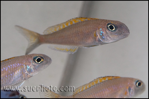 Xenotilapia flavipinnis 'Kigoma'